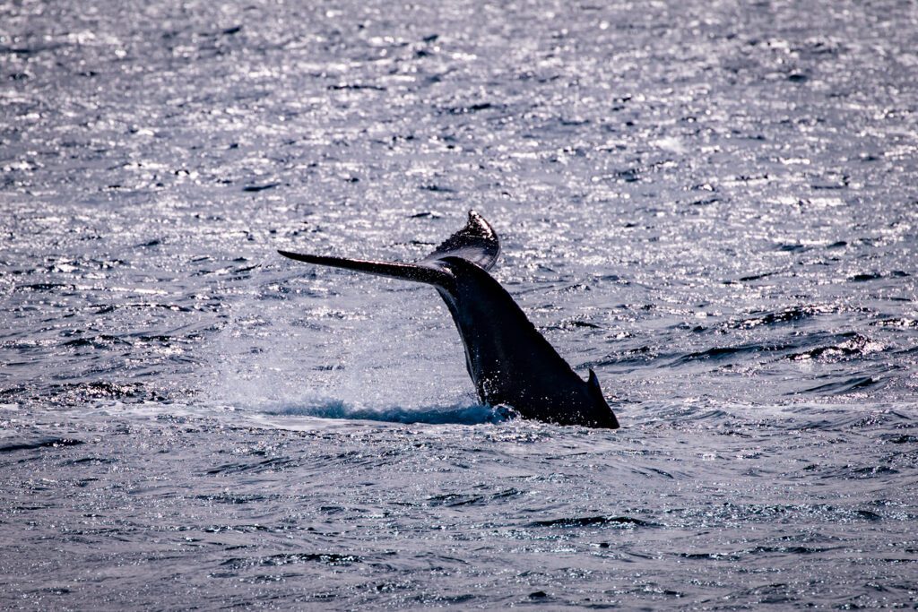 Los Angeles Whale Watching | Day Pass Los Angeles